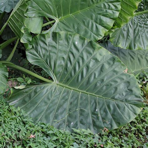 紅雀珊瑚致癌|Atlas of Poisonous Plants in Hong Kong